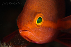 young orange fairy basslet
Digga Thila - South Ari Atoll by Boris Pamikov 